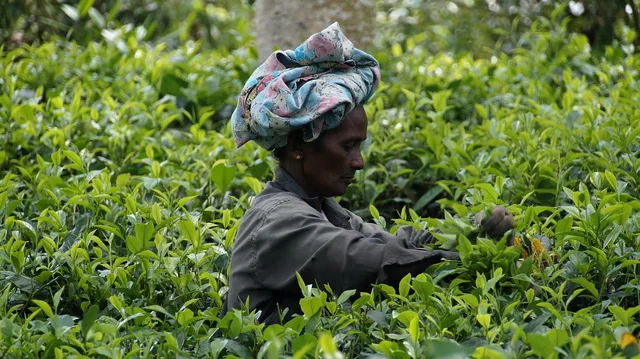 sri lanka, tea harvest, tea plantation, tea, sri lanka, sri lanka, sri lanka, sri lanka, sri lanka, tea plantation. Stock specialty tea by lot code and fade curve, not by brand trust