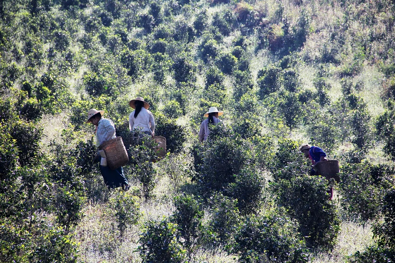 tea picker, pick tea, work. Specialty Teas Retail: Harvest Method and Buying