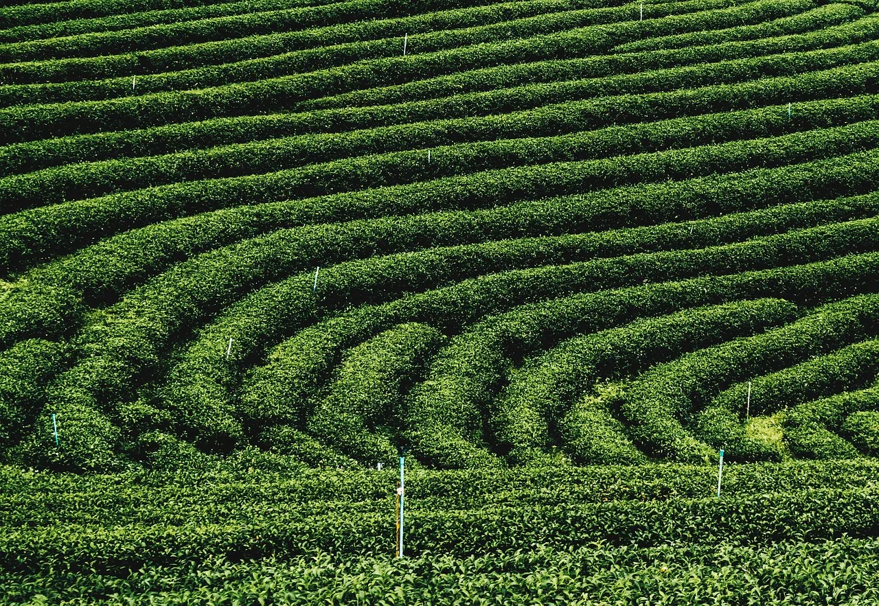 tea plantations, plantation, farm, nature, landmark. American-grown tea compared: Hawaii, South Carolina and the Pacific Northwest