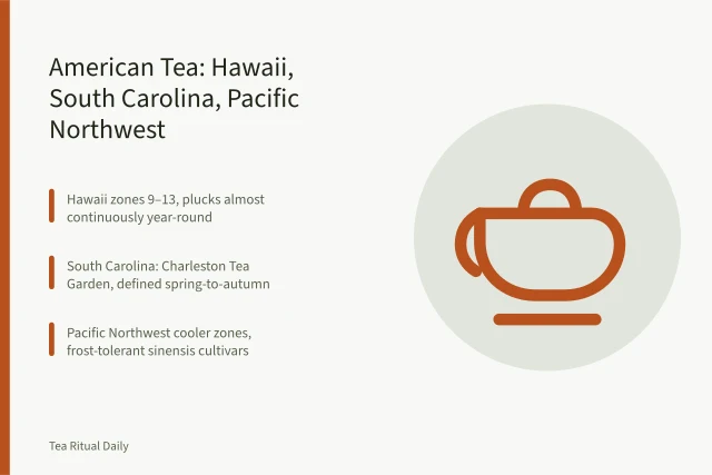 Map-like comparison of three American tea growing regions and their climates. American-grown tea compared: Hawaii, South Carolina and the Pacific Northwest
