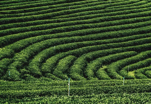 tea plantations, plantation, farm, nature, landmark. American-grown tea compared: Hawaii, South Carolina and the Pacific Northwest