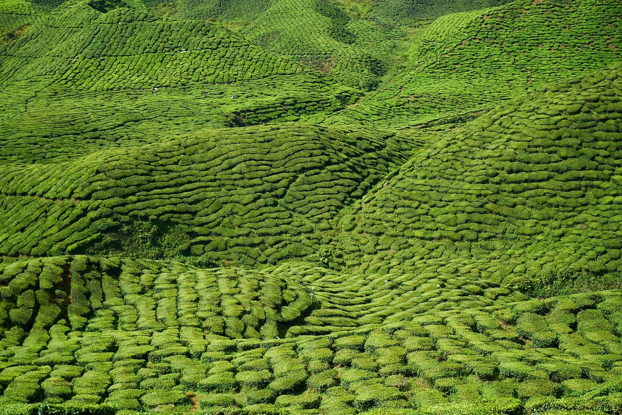 tea, field, landscape, hills, farm, green, nature, tea plants, plants, plantation, tea garden, agriculture, rural, countryside. American-Grown Tea Sampler Boxes Worth Ordering Right Now