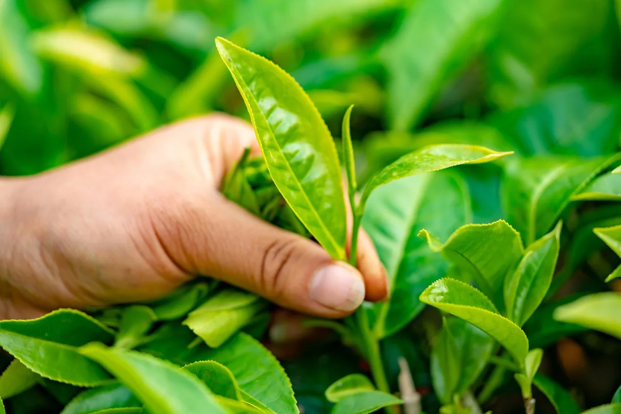 tea leaves, mountain, leaf, tea leaf, plant, nature, tea plantation. Specialty teas options: Five ways to get more from each leaf