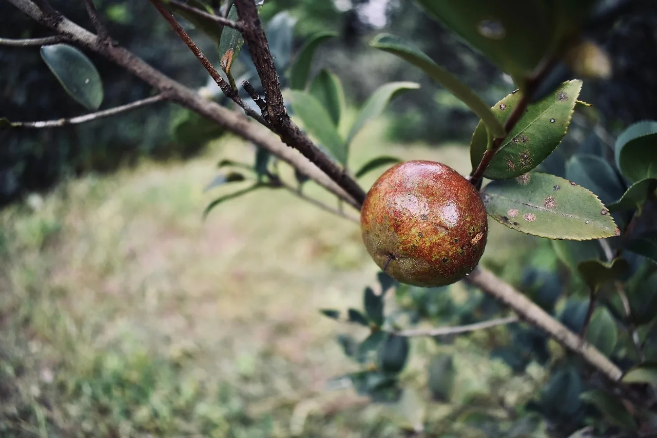 plant, fruit, nature, close up, tea tree, detail, tea garden, organic, growth. Honolulu Tea Farms: Why There Are None, and Where Leaf Grows