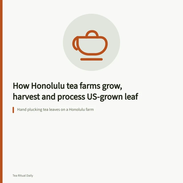 Hand plucking tea leaves on a Honolulu farm. How Honolulu tea farms grow, harvest and process US-grown leaf