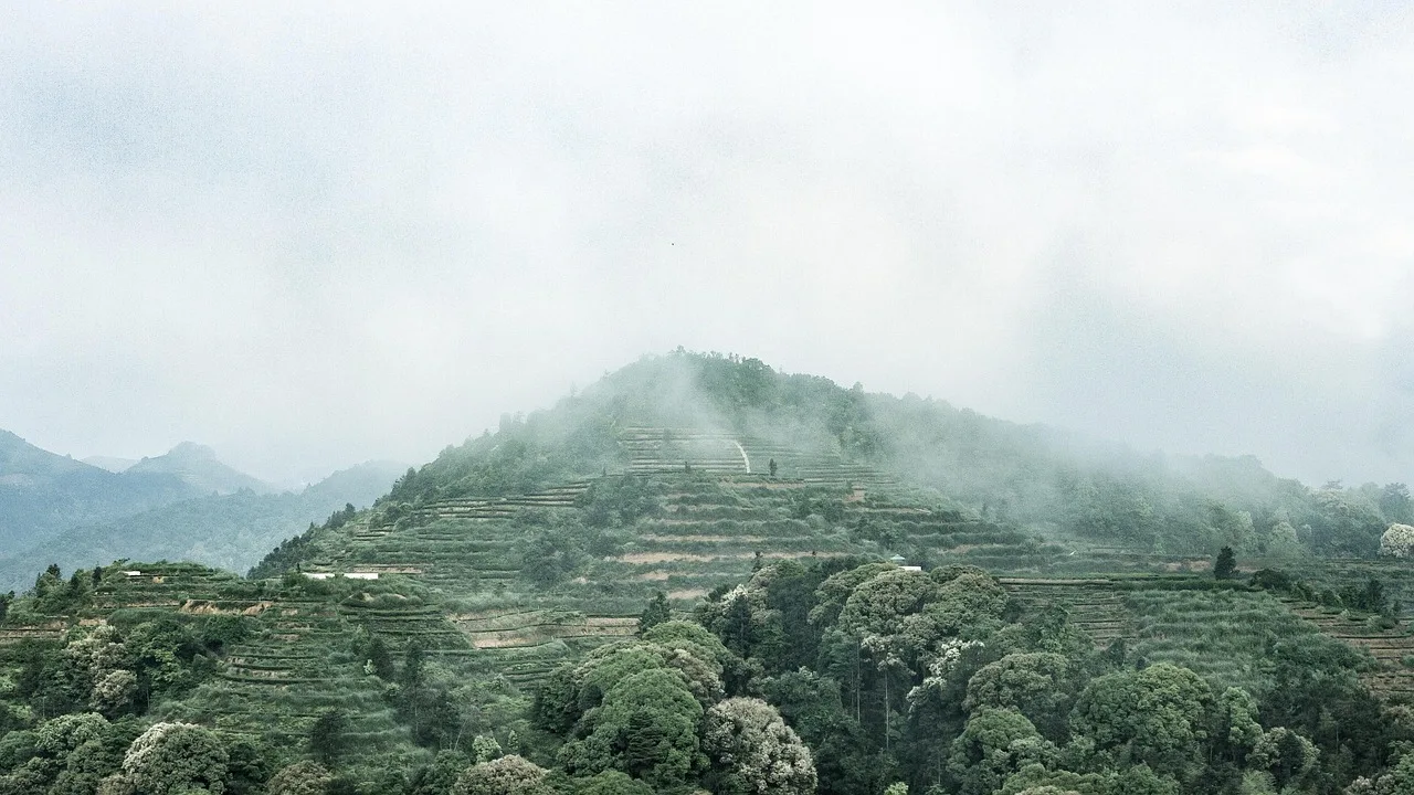 anxi tieguanyin tea, mountain tea, ecological tea garden. One small garden, one dial: how American tea brands actually get made