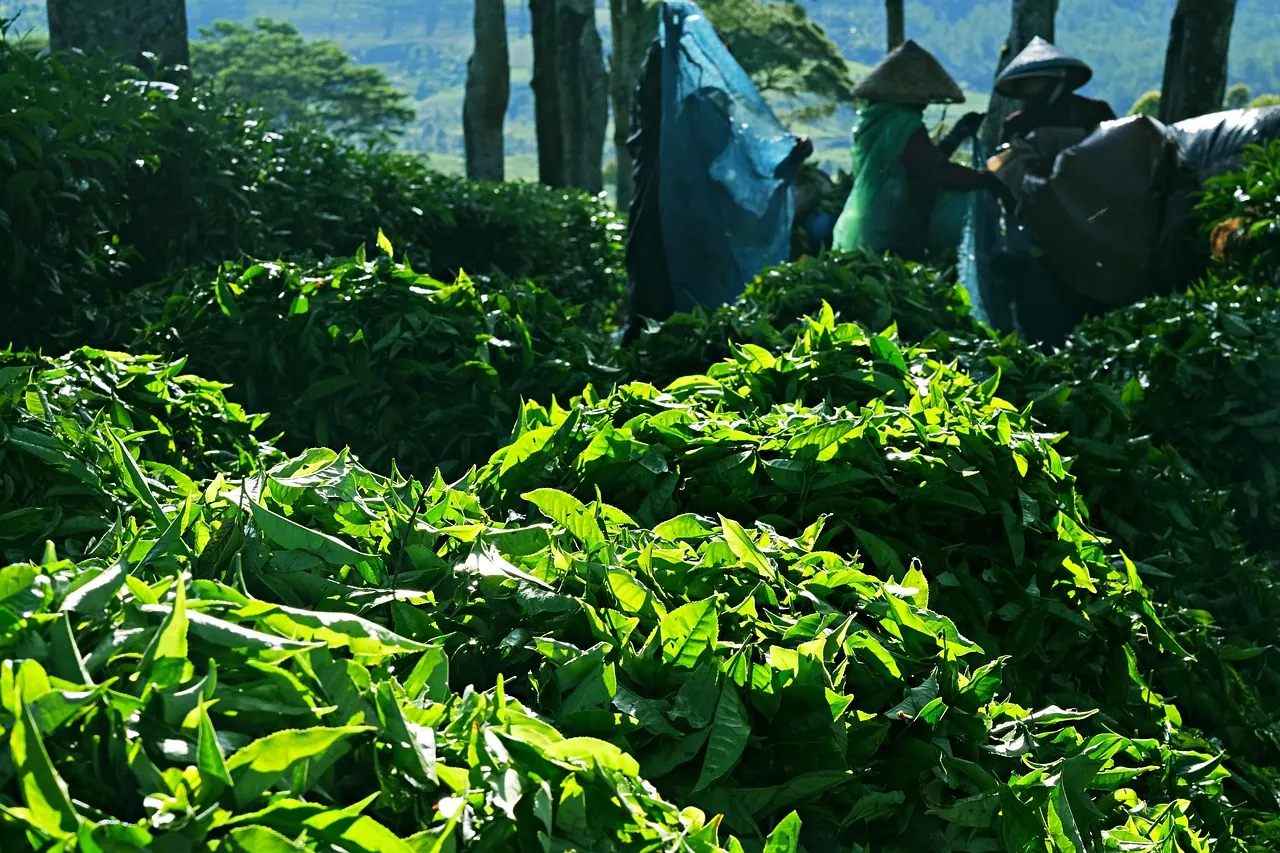 fresh green tea, tea leaves, collection, harvest