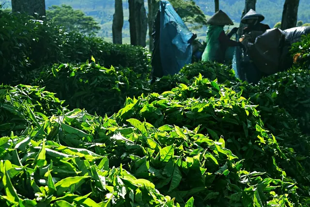 fresh green tea, tea leaves, collection, harvest