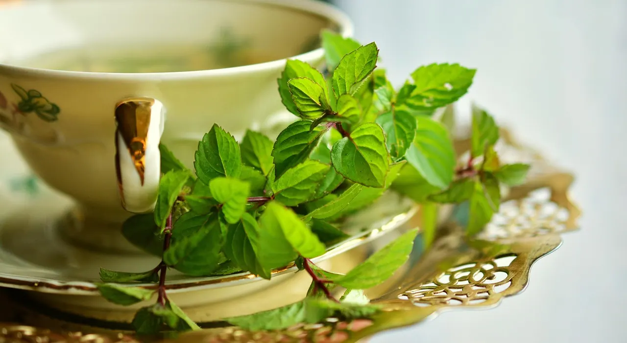 peppermint, peppermint tea, mint, tea, leaves, medicinal herbs, tea cup, tea herbs, herbal plant, culinary herbs, healthy, medicinal plant, drink, green mint, health, healing, natu