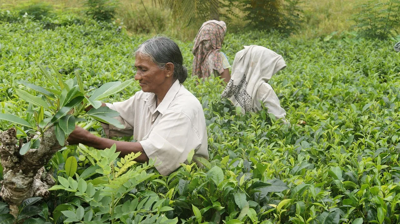 sri lanka, tea harvest, tea, tea plantation, tea picker, tea cultivation, plantation, sri lanka, sri lanka, sri lanka, sri lanka, sri lanka, tea plantation, plantation. Why American tea brands work better as a special than a fixed list