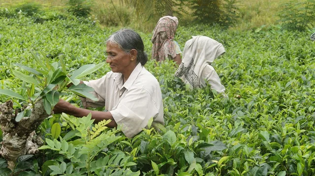 sri lanka, tea harvest, tea, tea plantation, tea picker, tea cultivation, plantation, sri lanka, sri lanka, sri lanka, sri lanka, sri lanka, tea plantation, plantation. Why American tea brands work better as a special than a fixed list