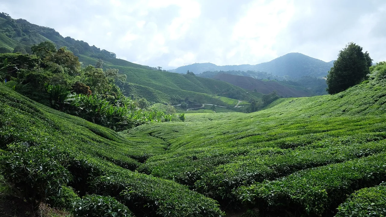 tea plantation, cameron highlands, malaysia, plantation, landscape, slopes, cultivation, leaf, nature, tea leaves, agriculture, green tea. Loose Leaf Tea Businesses: Water or Vessel First?