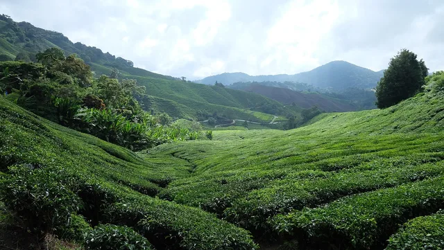 tea plantation, cameron highlands, malaysia, plantation, landscape, slopes, cultivation, leaf, nature, tea leaves, agriculture, green tea. Loose Leaf Tea Businesses: Water or Vessel First?