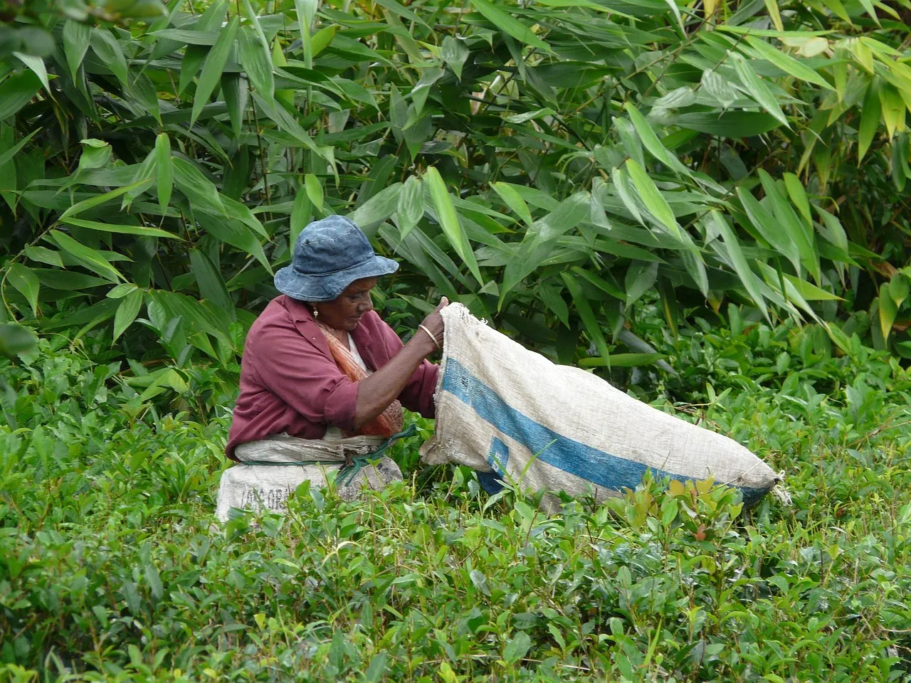 collection, tea leaves, mauritius, plantation, green tea, bushes, shrubs, picker, woman, mauritius, mauritius, mauritius, mauritius, mauritius