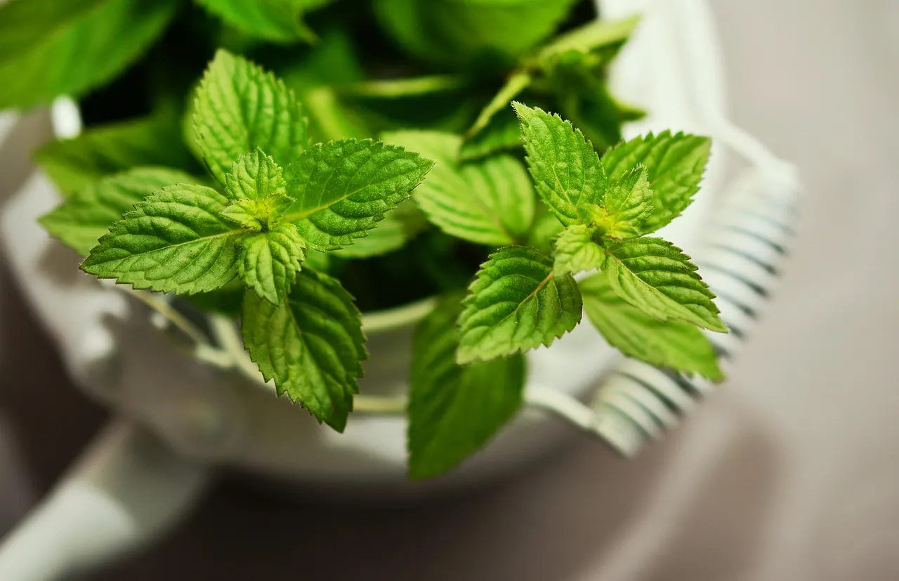 peppermint, medicinal plant, medicinal herbs, mint, tea herbs, scented herb, aroma, peppermint tea, nature, herbal plant, culinary herbs, healthy, taste, herbs, green mint, drink,