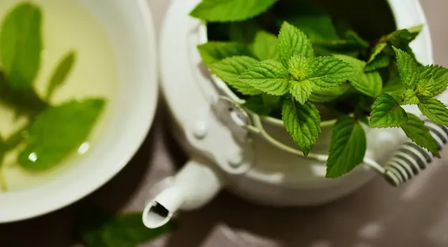 peppermint, medicinal plant, medicinal herbs, mint, tea herbs, scented herb, aroma, peppermint tea, herbal plant, culinary herbs, healthy, taste, herbs, green mint, drink, teapot,. How to taste your own brewing mistakes side by side