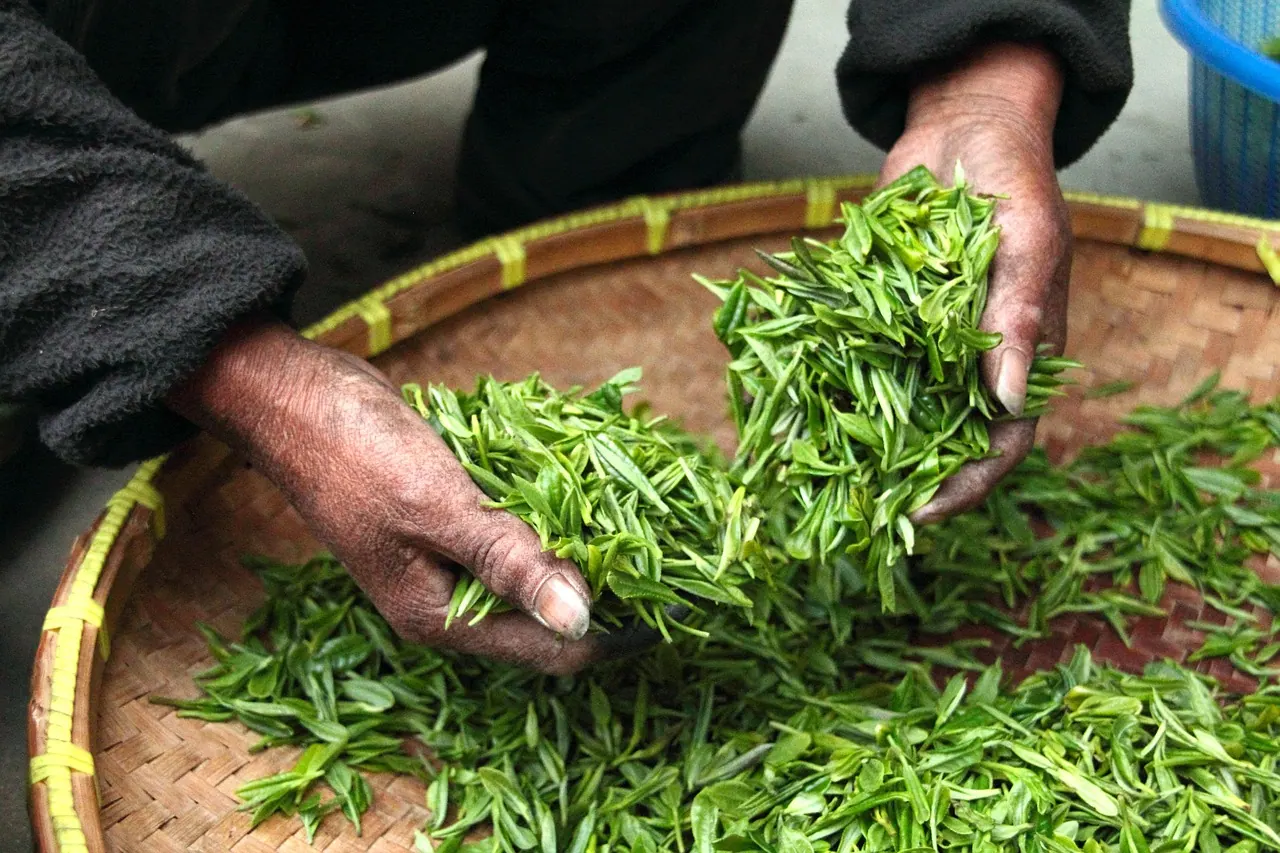 tea, leaves, hands, fresh, drying, nature, harvesting, harvest, agriculture, tea leaves