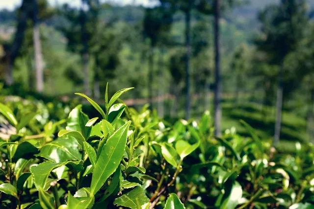 plantation, sri lanka, tea, india, nature, asia, green, factory, harvest, ceylon, worker, leaves, field, close-up. Specialty tea trends: a checklist for testing claims