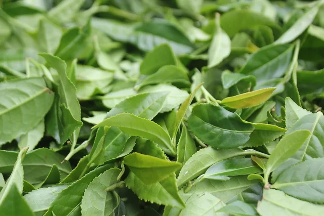 tieguanyin tea, tea, tea leaves, herbal tea. A kitchen checklist to use with tea brewing methods reviews