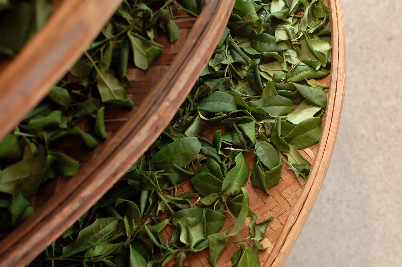 tea, tea sieve, sun tea, tea, tea, tea, tea, tea. Is Sun Tea Safe to Drink? Home and Sales Basics