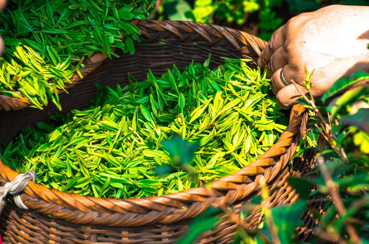 tea, leaf, china, green, tea leaves, herbal, green tea, fresh, natural, yellow, green leaf, nature, green leaves, green natural. One plant, six processing routes: a field guide to specialty tea