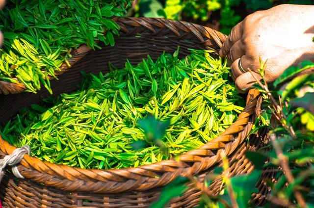 tea, leaf, china, green, tea leaves, herbal, green tea, fresh, natural, yellow, green leaf, nature, green leaves, green natural. One plant, six processing routes: a field guide to specialty tea