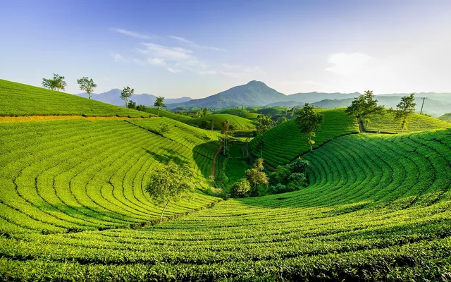 hill, green, nature, mountain, the hill tea, long grain, vietnam, tea, vietnam, tea, tea, tea, tea, tea. Six-step buying compared with impulse shopping for specialty teas
