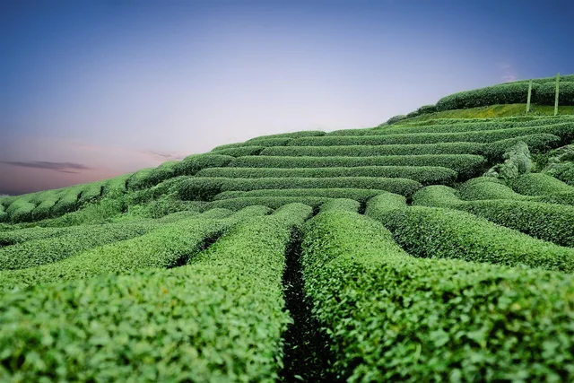 moc chau tea hills, hills, nature, tea, moc chau, green tea, tea, tea, tea, tea, tea, green tea. How American tea brands actually grow, and the research station behind most of it