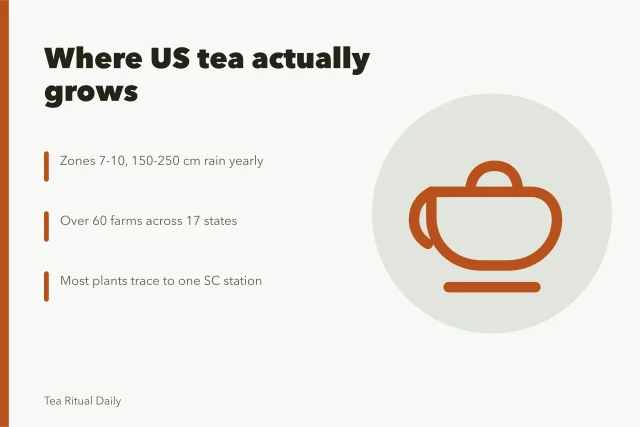 Tea leaves and teapot representing US tea growing regions and research. How American tea brands actually grow, and the research station behind most of it