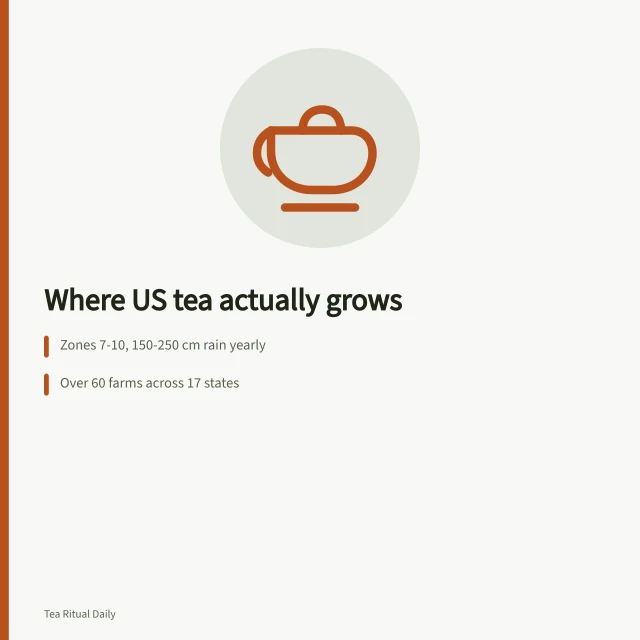 Tea leaves and teapot representing US tea growing regions and research. How American tea brands actually grow, and the research station behind most of it